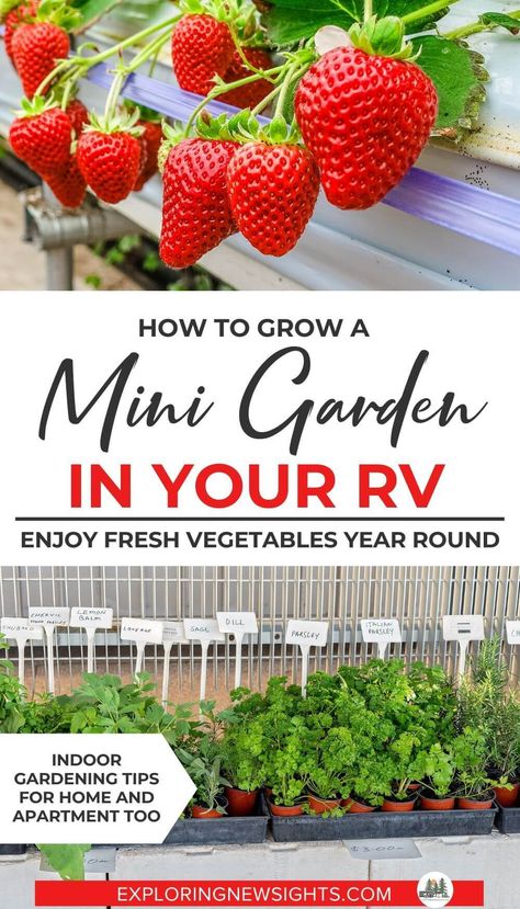 Gardening indoors is totally doable even if you are living in an RV Travel Trailer or Fifth Wheel. Having Fresh Vegetables and herbs to eat and cook with while staying mobile is attainable. Checkout these tips and tricks on how to grow a mini garden inside, plus the best vegetables and herbs to start. #rvliving #rvtips #gardenhacks #indoorgarden Rv Garden Ideas, Skoolie Garden, Camper Garden Ideas, Rv Gardening Ideas, Camper Plants, Rv Plants, Micro Gardening, Rv Garden, Motorhome Life