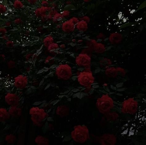 Vampire Goth Aesthetic, Maroon Aesthetic, Burgundy Aesthetic, Black And Red Roses, Dark Red Roses, Dark Red Wallpaper, I See Red, Rosé Aesthetic, Red Icons:)