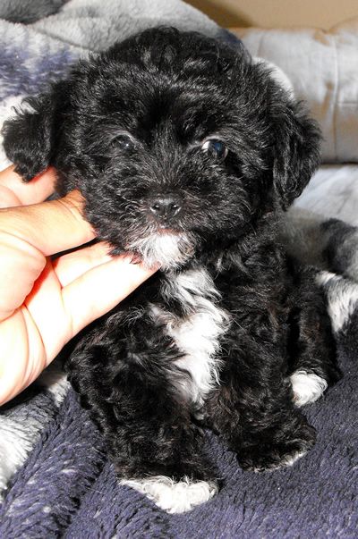 Lhasa Apso / Poodle mix  ♥ Lost Your Best Friend, Lhasa Apso Puppy, Bull Terrier Funny, Lhasa Apso Puppies, Cavapoo Dogs, Cockapoo Puppy, Black Poodle, Basic Dog Training, Cockapoo Puppies