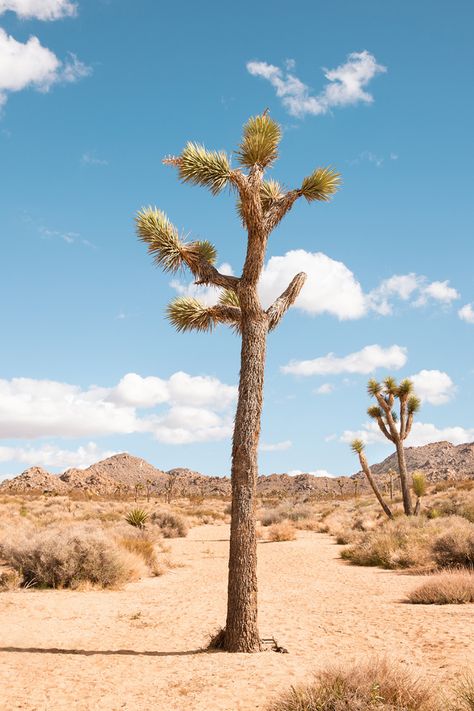 Spend a weekend in Joshua Tree, the most quirky desert in California #joshuatree #california #roadtrip #usa | best things to do in joshua tree | Joshua Tree Art, Remi Wolf, Tree Sleeve Tattoo, Desert Trees, Drawing Refrences, California Roadtrip, Sunset Palette, Coffee Book, Joshua Tree California