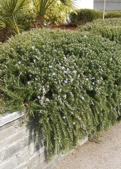 Huntington Carpet Rosemary

An evergreen shrub that forms a dense, cascading ground cover. Dark green, needle-like leaves are aromatic and edible. Tiny, light blue flowers dot the foliage in spring and summer. Attracts bees and other pollinators.  Does not become woody like R. 'Prostratus'.

USDA zones: 7 - 10
Sunset zones: 4 - 24, H1, H2
Mature size: 1 - 2 feet high and 4 - 8 feet wide
Light needs: full sun
Water needs: low to moderate water Full Sun Shrubs, Light Blue Flowers, Rosmarinus Officinalis, Plant Identification, Rooftop Garden, Sun And Water, Plant Lighting, Flowers Bloom, Evergreen Shrubs