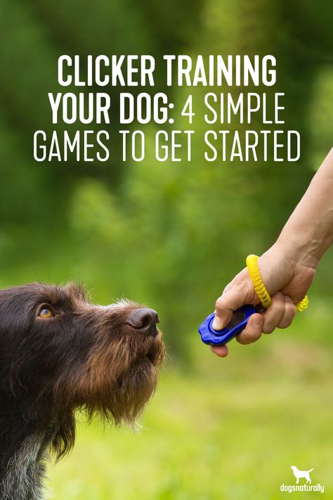 How To Clicker Train Your Dog, Clicker Training Dog, Dog Trick Training, How To Train Your Dog, Clicker Training Puppy, Goldendoodle Training, Obedience Training For Dogs, Train Dogs, Dog Clicker Training