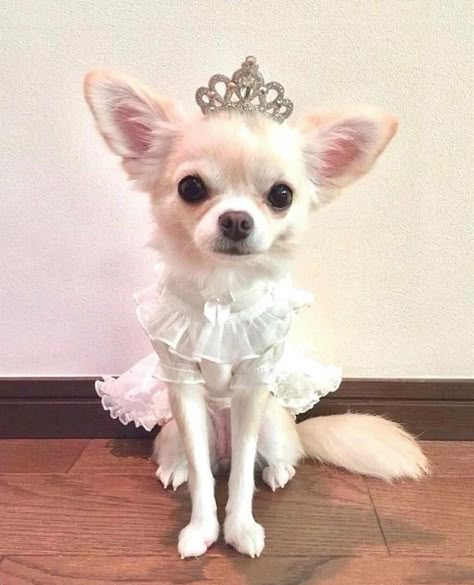 Chiwawa Puppies, Chihuahua Facts, Spoiled Pets, Really Cute Puppies, Princess Dog, Pampered Pets, Cute Chihuahua, Chihuahua Love, Dog Projects