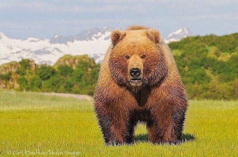 Animal on Planet 🐾 on Instagram: “Kodiak bears can reach up to 1400lbs and 11 ft with dark black eyes similar to Great White sharks. 🐻🔥 Follow 👉@wildonplanet for more! Photo…” Kodiak Bear, Katmai National Park, Bear Photos, Types Of Animals, Clydesdale, Love Bear, White Sharks, Great White Shark, Grizzly Bear