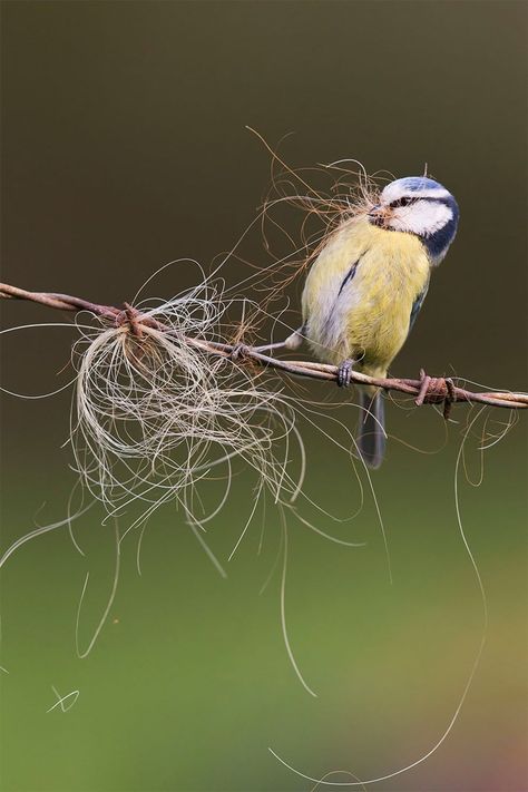 British seasons category winner. Seasonal Blue Tit (Blue Tit) series by Paul Sawer from Orford, Suffolk. Orford Suffolk, Feral Pigeon, Images Victoriennes, Photography Essentials, Award Winning Photography, British Wildlife, Wild Creatures, Animal Behavior, Barbed Wire