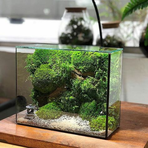 Rectangular Terrarium, Aqua Tank, Aquascape Design, Beautiful Terrariums, Moss Terrarium, Moss Garden, Terrarium Decor, Aquarium Design, Garden Terrarium