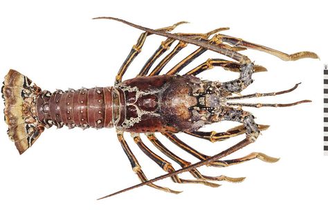 Spiny Lobster, Fishing Guide, Crustaceans, Vintage Kitsch, The Old Days, Ocean Creatures, Design History, Science And Technology, Artifacts