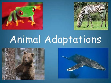 Animal Adaptations                                                                                                                                                                                 More Animal Adaptations Activities, Adaptations Activities, Animal Adaptation, Plant Adaptations, Grade 3 Science, Grade 2 Science, Fourth Grade Science, Animal Life Cycles, Stem Ideas