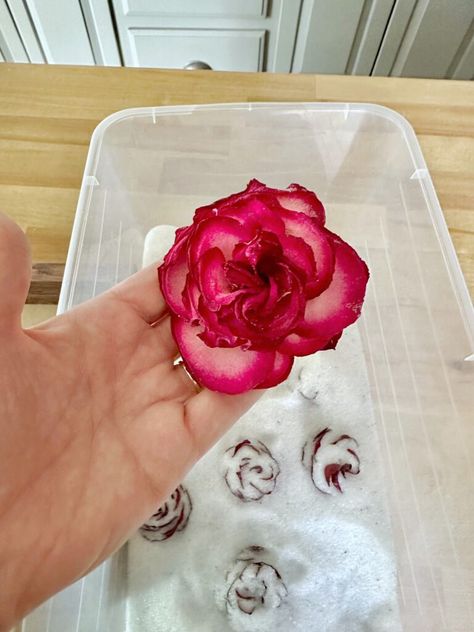 How To Keep Roses Alive Forever (including 5 ideas for what you can do with them) - Celebrated Nest Best Way To Dry Roses, How To Save Roses, How To Keep Flowers Forever, How To Preserve A Rose, What To Do With Dried Roses, How To Dry Roses, How To Save Flowers Forever, Preserve Roses Diy, How To Preserve Roses