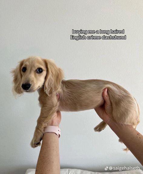 Blond Long Haired Dachshund, Weiner Dog Puppies Long Haired, Blonde Daschund Puppies, Blonde Long Hair Dachshund, Weenier Dog Puppies, Blonde Dachshund Puppy, Blonde Wiener Dog, Blonde Dashound, Mini Long Haired English Cream Dachshund