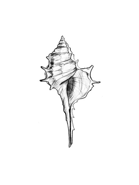 Conch Shell Line Art, Conch Seashell Tattoo, Conk Shell Tattoos, Horse Conch Shell Tattoo, Shell Tattoo Stencil, Conch Shell Art, Conch Tattoo Shell, Aesthetic Drawing Ideas Grunge, Sea Shells Tattoo