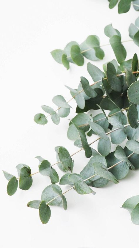 eucalyptus #plants #style Hairstylist Hairstyles, Trendy Plants, Plant Background, Flowers Background, Plant Wallpaper, Plant Aesthetic, Trendy Flowers, 背景 シンプル, Brown Blonde