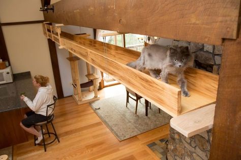 3 Cat Walkway, Katt Diy, Diy Chat, Katt Grejer, Chat Diy, Cat Stairs, Living With Cats, Cat Towers, Brady Bunch