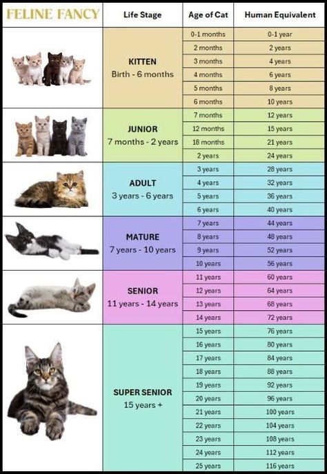 First Time Cat Owner, Cat Tips, Cats 101, Cat Hacks, Cat Care Tips, Cat Club, List Of Things, Cat Owner, Cat Stuff