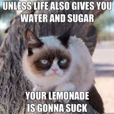 Cat Memes Hilarious, Grumpy Cat Meme, Grumpy Cat Quotes, Humor Twitter, Cat Humor, Photos Funny, Meme Comics, Grumpy Cat Humor, Pictures Funny