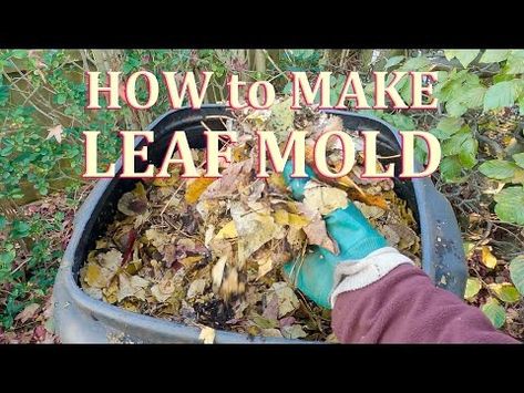 How to make Leaf Mould (Mold) the Easy Way - YouTube Leaf Mould, Leaf Compost, Leaf Mold, Garden Compost, Low Maintenance, Soil, Molding, The Creator