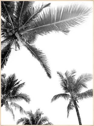 24 x 32 Black and White Palm Tree I (LN) White Palm Tree, Art Black And White, Art Black, Palm Tree, Palm Trees, Brand Identity, Black And White, White, Black