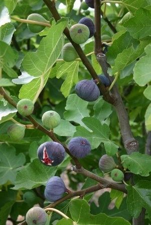 Gardens Ideas Backyard, Fig Fruit Tree, Garden Ideas Backyard, Fig Varieties, Growing Calendar, Backyard Garden Ideas, Vegetable Pictures, Fig Fruit, Tree Growing