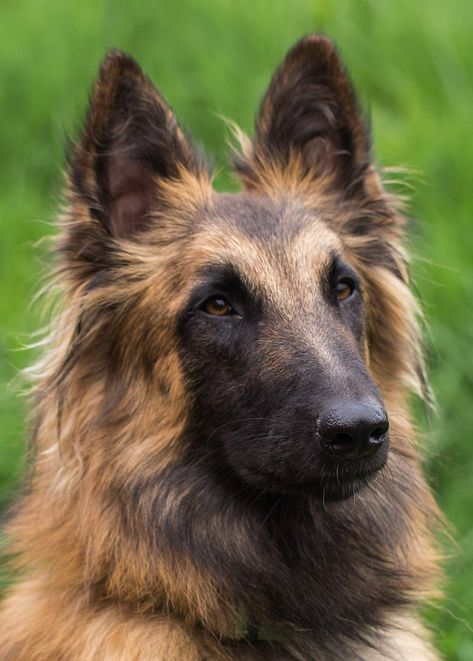 Belgian Dog Breeds – The Tervuren Belgian Dog, Belgian Tervuren, Belgian Sheepdog, Shepherd Dog Breeds, Belgian Shepherd, Fall Dog, Australian Shepherd Dogs, Purebred Dogs, Aggressive Dog