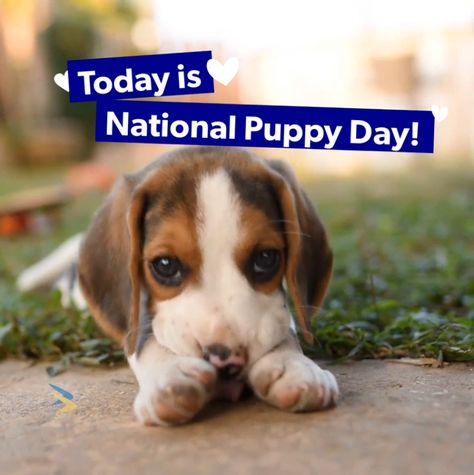 Celebrate National Puppy Day by sharing a pic of your #puppy. #puppyday #NationalPuppyDay National Puppy Day, Puppy Day, A Pic, Puppies, Celebrities, Dogs, Animals, Quick Saves