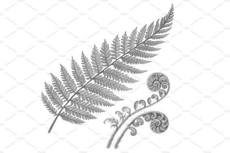 Silver Fern Drawing, Ostrich Fern Tattoo, Silver Fern Tattoo New Zealand, New Zealand Fern Tattoo, Silver Fern Tattoo, Kiwi Painting, Background Matching, Australian Tattoo, New Zealand Tattoo