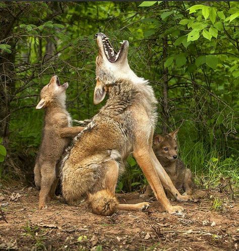 Yowwwwweeeeeee! Coyote Pup, Beautiful Wolves, Wildlife Animals, Cute Animal Pictures, Sweet Animals, Animal Planet, Animal Photo, Little Dogs, Nature Animals