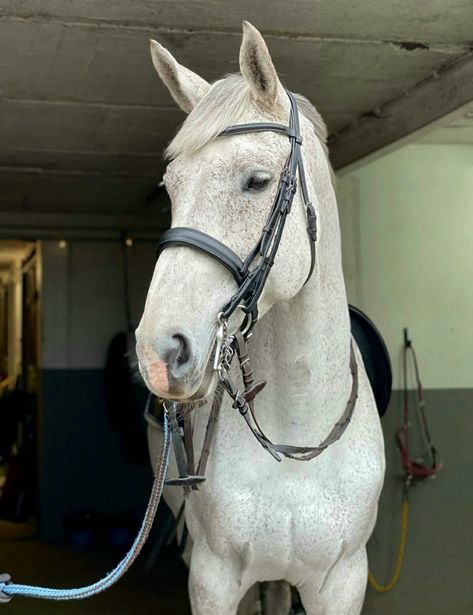 Fleabitten grey Warmblood gelding Flee Bitten Grey Horse, Fleabitten Grey Horse, Flea Bitten Horse, Fleabitten Horse, Flea Bitten Grey Horse, Grey Warmblood, Grey Horses, Horsey Life, Dutch Warmblood