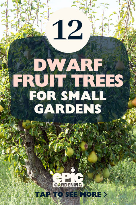 A small pear tree with ripe, green, fruit on it Small Garden Fruit Trees, Fruit Tree Front Yard Landscaping, Garden Layout With Fruit Trees, Fruit Tree Lined Driveway, How To Plant Fruit Trees, Orchard Garden Layout Fruit Trees, Fruit Tree Garden Design Backyards, Columnar Fruit Trees, Cordon Fruit Trees