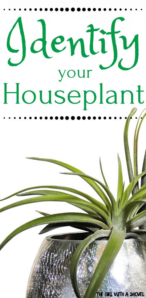 Do you not know the name of your plant? Check out this list of awesome indoor plant identification sites to help you figure out what exactly you have! #whatisthisplant #houseplantidentification Indoor Plant Identification, Common House Plants, Easy Indoor Plants, Air Purifying House Plants, Top Websites, Trendy Plants, Apartment Plants, Indoor Trees, Hanging Plants Indoor