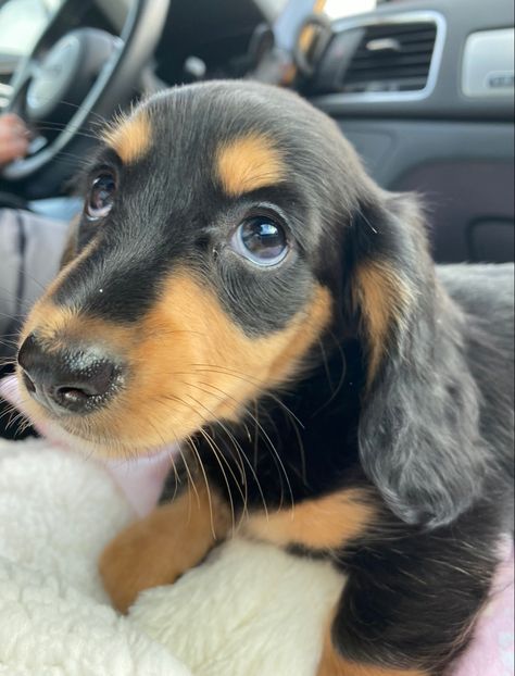 Black and tan miniature dachshund weiner dog sausage girl puppy names Daschund Black And Tan, Long Haired Weiner Dogs, Dachshund Black And Tan, Drawing Pets, Wiener Dog Puppies, Dog Sausage, Black And Tan Dachshund, Black Dachshund, Cutest Puppies