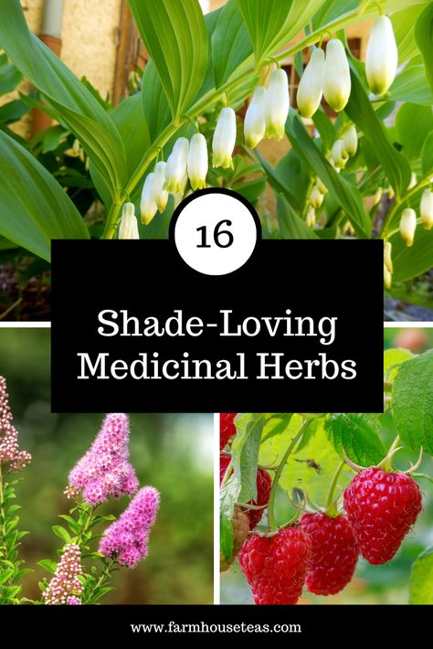 Golden Seal, Best Herbs To Grow, Medicine Garden, Herbs To Grow, Backyard Gardens, Medicinal Herbs Garden, Grow Herbs, Medical Herbs, Types Of Herbs