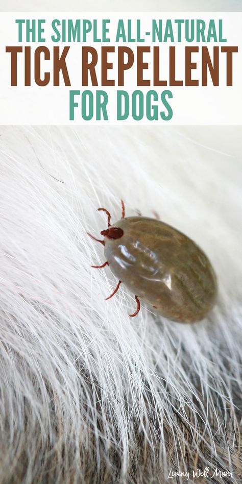 close-up of tick on white dog fur Tick Repellent For Dogs, Natural Tick Repellent, Tick Repellent, Ticks, Home Hacks, Smart Home, For Dogs, Repellent, All Natural