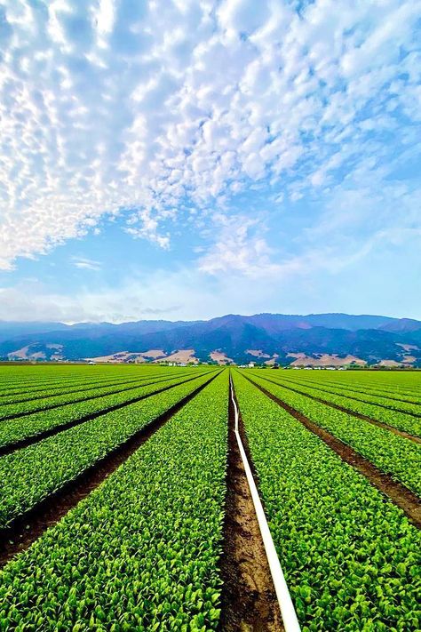 Agriculture Photography Farmers, Agriculture Images, Agriculture Aesthetic, Farmer Poster, Agriculture Pictures, Salinas Valley, Agriculture Photography, Farmer Life, Agriculture Photos