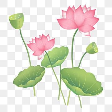 lotus clipart,lotus,lotus leaf,lotus seed,water plant,chinese wind lotus,illustration wind lotus,leaves,flower,pink,green,plant,flower clipart,plant clipart,leaves clipart,leaf clipart,green clipart,pink clipart,flower clipart outline Lotus Clipart, Lotus Illustration, Wood Png, Floral Design Wallpaper, Spa Logo Design, Leaf Png, Lotus Seed, Lotus Plant, Leaf Photography