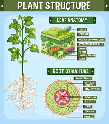 Internal structure of leaf diagram Royalty Free Vector Image Leaf Diagram, Body Anatomy Organs, Plant Diagram, Photosynthesis Activities, Notes Illustration, Plant Anatomy, Plant Biology, Diagram Illustration, Biology Plants