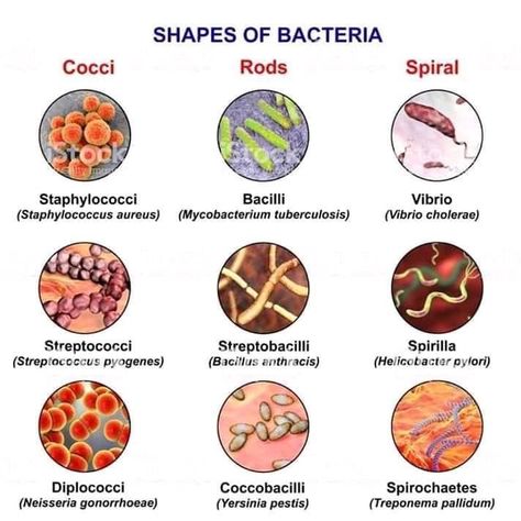 Shapes Of Bacteria, Bacteria Shapes, Shapes Illustration, Computer Illustration, Medical Laboratory Technician, Med Lab, Microbiology Lab, Clinical Chemistry, Laboratory Technician