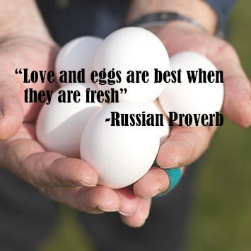 Eggs Quotes, Egg Quotes, Ca Quotes, Russian Proverb, I Am The Walrus, My Motivation, Egg, Humor, Funny