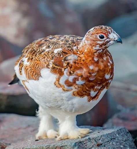 Willow Ptarmigan, Alaska Winter, Summer Brown, Snowshoes, State Birds, Rare Birds, Extinct Animals, Pretty Birds, Colorful Birds