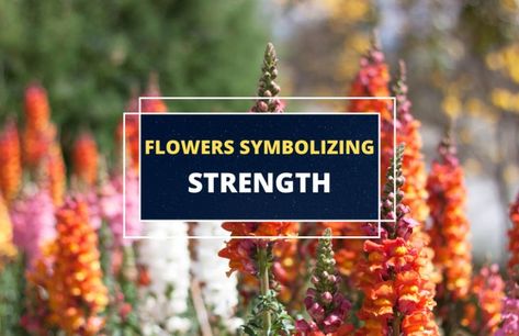 Red Orange Antirrhinum majus flowers blooming in the garden. Small Wave Tattoo, Delphinium Flowers, Flower Symbol, Most Popular Flowers, Strength Tattoo, Flower Meanings, Carnation Flower, Waves Tattoo, Flower Spike