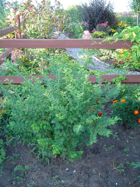 Currant Bush, Cut Flowers, Pretty Flowers, Vegetable Garden, Soil, Click Here, Yard, Plants, Flowers