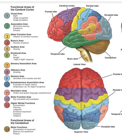 Neuro Anatomy Notes, Anatomy Of The Brain, Brain Photo, Neuro Science, Brain Anatomy And Function, Human Brain Anatomy, Nursing School Essential, Brain Surgeon, Psychology Studies