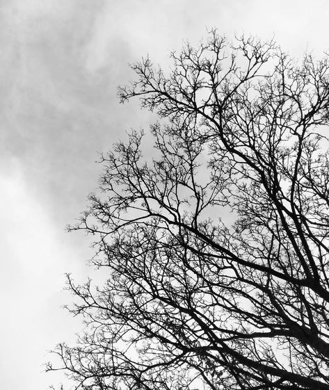 Samantha V Harder on Instagram: “Still beautiful, even without its leaves... #tree #treeinwinter #photography #blackandwhitephotography #blackandwhite The inspiration…” Tree Without Leaves Photography, Trees Without Leaves, Tree Without Leaves, Leaves Photography, Leaf Photography, Winter Trees, Black And White Photography, Trees, Abstract Artwork