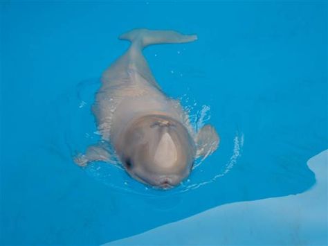 Baby Beluga Baby Beluga, Sea Mammal, Baby Whale, Beluga Whale, Animal Tracks, A Dolphin, Marine Mammals, Lost And Found, Noah's Ark