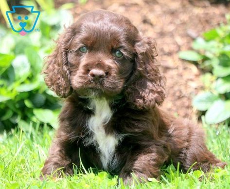 Cocker Spaniel For Sale, Miniature Cocker Spaniel, Chocolate Cocker Spaniel, English Cocker Spaniel Puppies, Puppies Photos, Cocker Dog, Dream Puppy, Cocker Spaniel Puppy, Spaniel Puppies For Sale