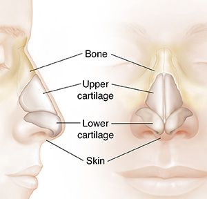 Understanding Nasal Anatomy: Inside View | Saint Luke's Health System Nose Diagram, Nose Anatomy, Nose Structure, Sinus Problems, Nasal Cavity, Cell Line, Under The Skin, Saint Luke, Nose Drawing