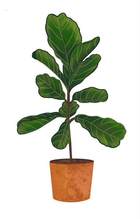 Sticker coming soon!!! Fig Drawing, Fiddle Leaf, Fiddle Leaf Fig, House Plant, Fig, House Plants, Plant Leaves, Drawings, Plants