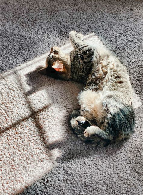 #cats #catlovers #catboy #sunbathe #catnoir #aesthetic Sunbathing Aesthetic, Ocean Cat Aesthetic, Cat Sunbathing, Cat At Beach Aesthetic, Cats On The Beach Aesthetic, Autumn Kitten Aesthetic, Cat Boys, Coffee Cozy, Reference Photos