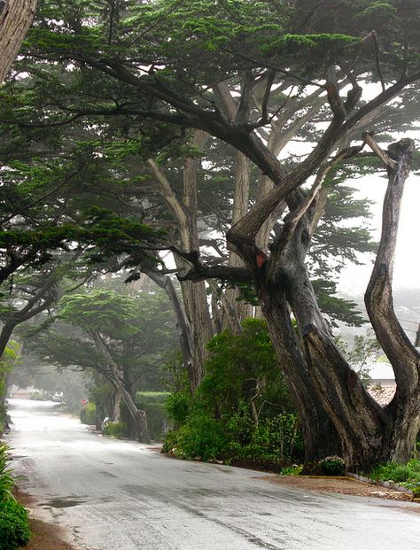 Monterey Cypress Trees in Carmel-by-the Sea, CA | "Trees Rule" Photo by Linda Yvonne via Flickr Monterey Cypress, Natural Things, Monterey Peninsula, Carmel California, Urban Forest, Pacific Grove, Carmel By The Sea, Cypress Trees, California Dreamin'