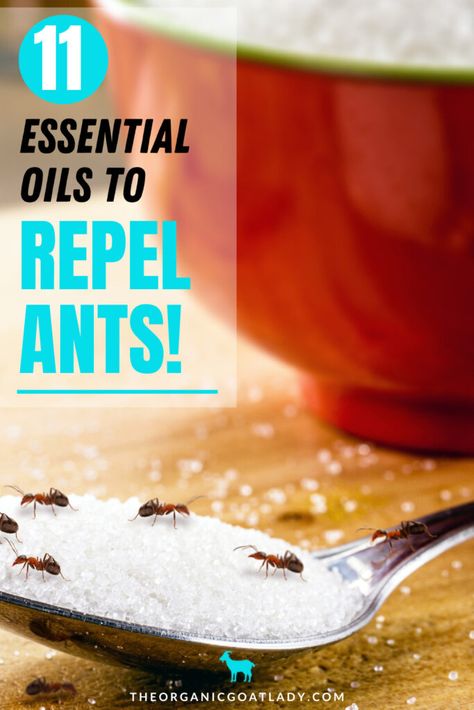 11 Essential Oils to Repel Ants - The Organic Goat Lady Essential Oils Ants Repellant, Essential Oil Ant Repellant, Essential Oils For Ants, Essential Oils Ants, Essential Oils For Mosquitoes, Ant Remedies, Insect Repellent Essential Oils, Sugar Ants, Young Living Oils Recipes