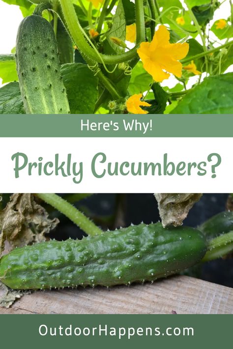 Ever picked a cucumber and thought, "Ouch! Why are these little guys so prickly?" 🌱 We've got you covered! Dive into our article and discover the reasons behind those spiky skins. From natural defenses to growing conditions, learn all about what makes your cucumbers feel like mini cacti. Plus, get tips on how to handle and prepare them safely. Ready to turn your prickly problem into gardening prowess? Visit our blog for the full story! #GardeningTips #CucumberCare #Homesteading #outdoorhappens When To Pick Cucumbers, Burpless Cucumber, Cucumber Varieties, Self Sufficient Homestead, Lemon Cucumber, Building Raised Garden Beds, Mini Cucumbers, Cucumber Seeds, Starting A Vegetable Garden